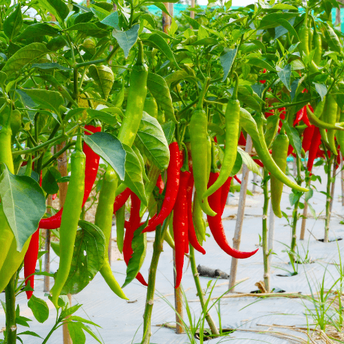 Chilli Crops by Chemrosh Indoverseas